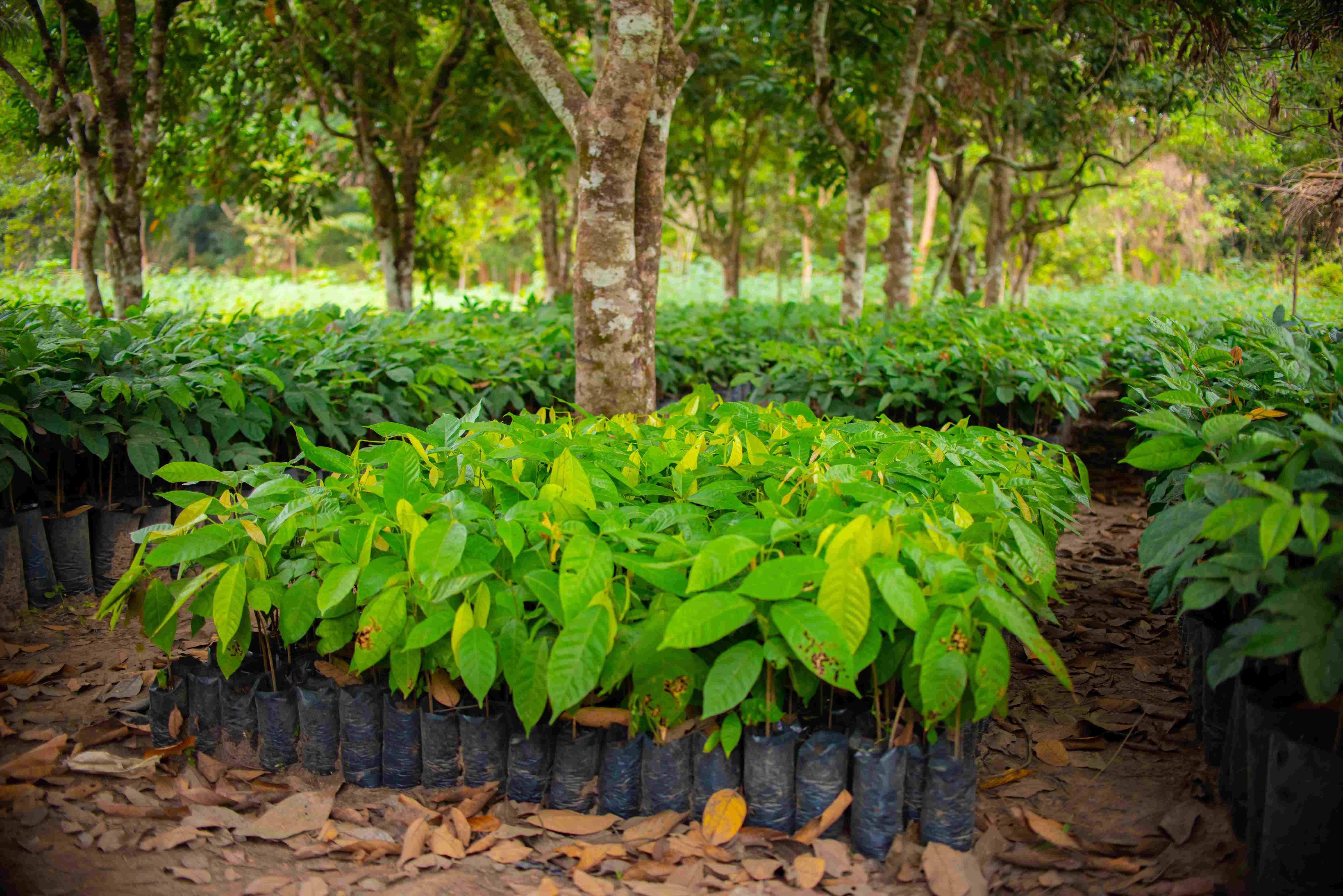 Photo principale du projet